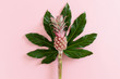 Green aralia leaf and decorative pineapple on pink background