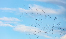 Flock Of Pigeons Flying Into Blue Sky 