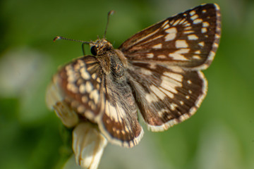 butterfly spread wings on flower