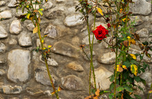 A Bush Of Red Roses Against A Stone Wall