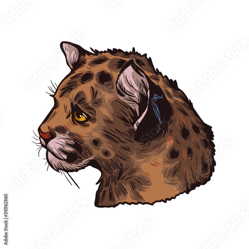 Cougar Baby Tabby Large Felid Isoated Wildlife Cat Sketch Vector Illustration Of Mountain Lion Puma Red Tiger And Catamount Puma Concolor North American Cougar Hunting Savanna Season Wildcat Buy This Stock Cougar Baby Tabby Large Felid Isoated Wildlife Cat Sketch Vector Illustration Of Mountain Lion Puma Red Tiger And Catamount Puma Concolor North American Cougar Hunting Savanna Season Wildcat Buy This Stock