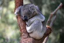 Cuddly Young Australian Koala Sleeping In The Fork Of A Tree Branch. 