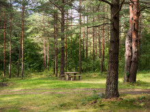 Wooden Benches With Table In Summer  Forest
