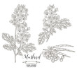 Mustard plant collection. Hand drawn flowers, pods and seeds of mustard isolated on white background. Vector illustration botanical. Vintage engraving style.