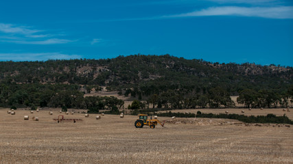 herd of cows grazing in field