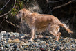 honey color golden retriever that swims, runs and plays in a little lake