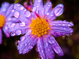 Wall Mural - Drops on a flower