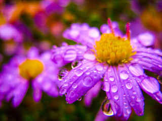 Wall Mural - Drops on a flower