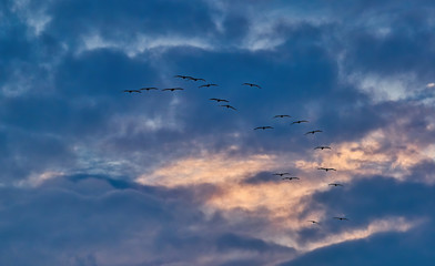 Canvas Print - Flock of Seagulls in Morning Sky Against Dramatic Clouds