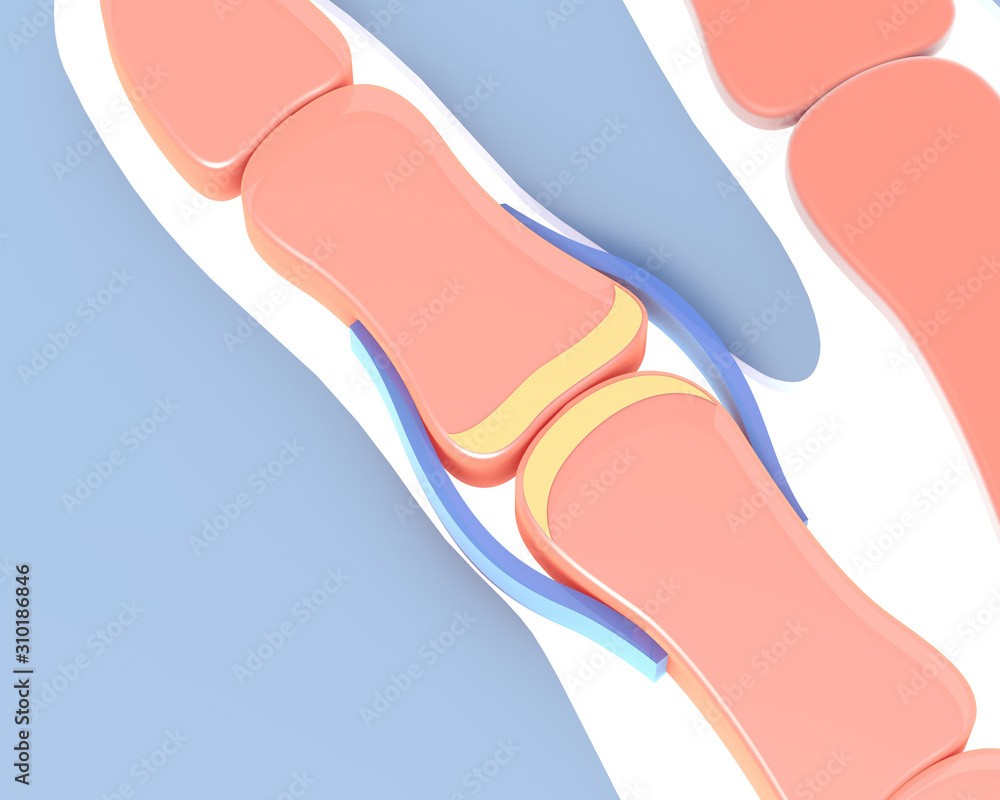 3d illustration of the synovial joint of the bone of a hand. Schematic ...