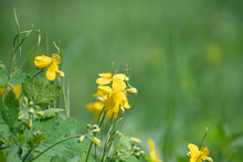 The Small Yellow Wildflowers