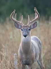 Wall Mural - A wild White-tailed deer buck with velvet antlers on an early morning in summer in Canada	