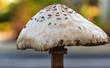 Amanita phalloides or Deathcaps highly poison's mushrooms growing naturally macro photography isolated bokeh background