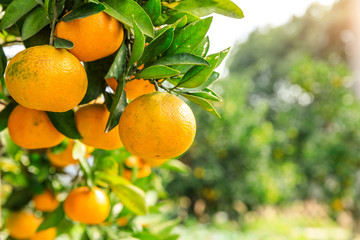 Ripe orange hanging on a tree