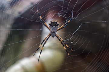 ARAÑA DE JARDIN O ARAÑA TIGRE(ARGIOPE ARGENTATA)