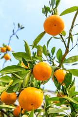 Wall Mural - Ripe orange in the orange garden