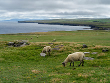 Flock Of Sheep Grazing In A Field, Downpatrick Head, Killala, County Mayo, Ireland