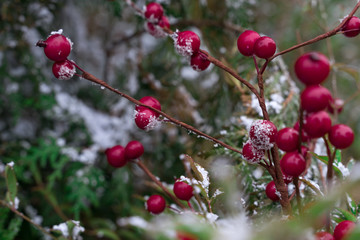 red berries on snowy branches. Christmas concept. christmas background