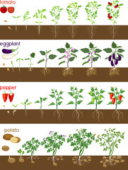 Wall Mural - Set of life cycles of nightshade plants (pepper, tomato, potato and eggplant). Stages of vegetable plant growth from seed and sprout to harvest isolated on white background