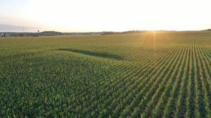 Wall Mural - Sunrise over Corn Field (Drone)