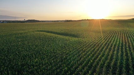 sunrise over corn field (drone)