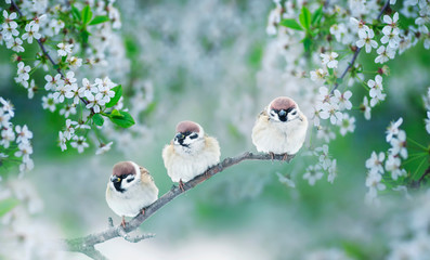 three chubby little funny birds sparrows sitting on a branch of cherry blossoms with white buds in the may spring garden