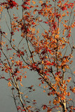 Fototapeta Do pokoju - Vertical abstract shot of a bush with red leaves on gray background