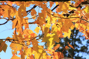 Close Up Orange Leaves in Autum - Tree in Fall 