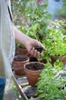 © MDBPIXS - Senior Man Holding Sapling In Greenhouse