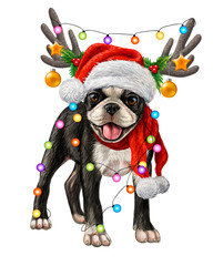 Wall Mural - Dog breed Boston Terrier. Color portrait of a Boston Terrier puppy wearing a Santa hat with Christmas decorations on a white background.