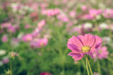 Fototapeta Kosmos - Vintage style of  Selective focus of beautiful pink flower with soft blurred bokeh background.