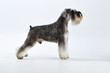 Profile of a schnauzer terrier. Studio shot. White background