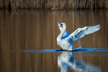 Mute Swan Wings. Mute Swan Flapping Its Wings. Cygnus Olor