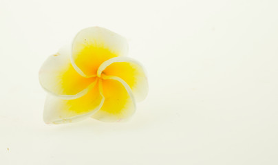 Sticker - Plumeria flowers