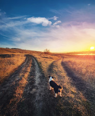 a dog purpose, vertical shot. doubtful pup in front of a split country road, autumn sunset scene. pe