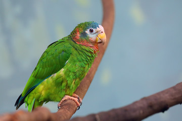 Wall Mural - The yellow-billed amazon, also called the Jamaican amazon, (Amazona collaria) sitting on the branch with green backgound.