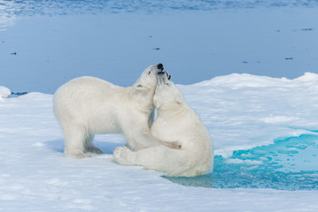 two young wild polar bear cubs playing on pack ice in arctic sea, north of svalbard
