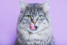 Close Up View Of Funny Smiling Gray Tabby Cute Kitten With Green Eyes Licking Lips. Pets And Lifestyle Concept. Portrait Of Lovely Fluffy Cat.