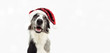 border collied dog celebrating christmas wearing a red glitter santa claus hat. Isolated on gray background.