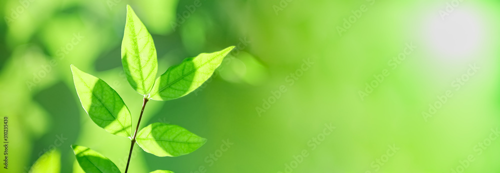Close up of nature view green leaf on blurred greenery background under sunlight with bokeh and copy space using as background natural plants landscape, ecology cover concept. - obrazy, fototapety, plakaty 