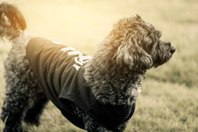 Portrait Of Black Dog In Sunny Winter Day Stock Photo