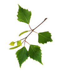 Wall Mural - twig of birch with buds