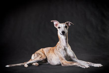Whippet Dog Lies On A Gray Background
