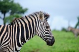Fototapeta Zebra - Selective focus shot of a zebra on a field covered with green grass