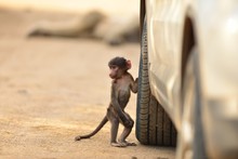 Cute Baby Baboon By A Car Tire On A Gravel Road