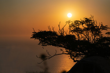 Wall Mural - Tree overhanging bank silhouetted by rising sun.