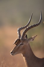 Vertical Selective Focus Shot Of A Bird Sitting On The Head Of A Gazelle