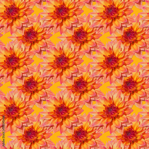 Pattern yellow pink striped head of a dahlia flower.