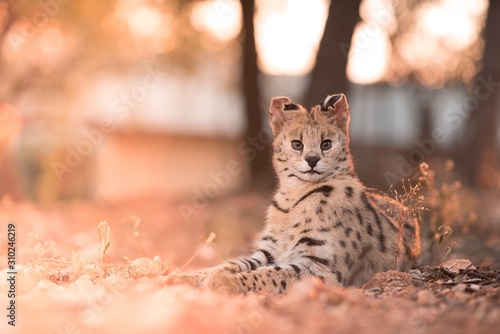 Closeup shot of a wild cat laying on the ground while looking at the camera with Wallpaper Mural