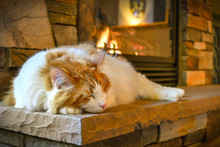 A Long Hair, Orange And White Maine Coon Cat Sleeps On A Hearth In Front Of A Cozy Gas Fireplace With Stone Surround.